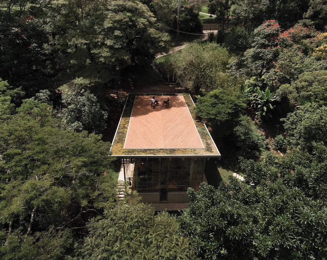 Falling in Love on the Rooftop of the Library House
