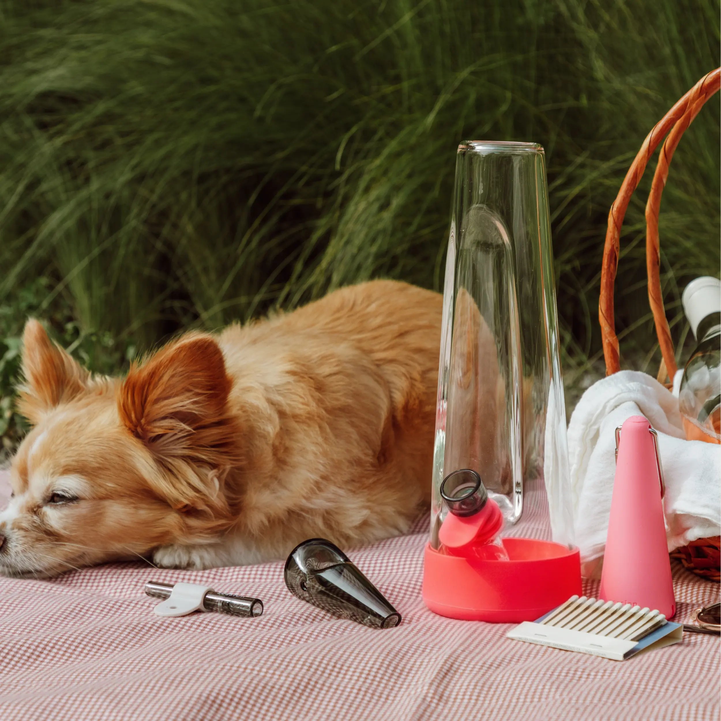A small tan dog resting on a checkered blanket next to a clear glass Session Goods bong with a cherry red silicone base, a black glass pipe, and a one-hitter in a grassy outdoor setting.